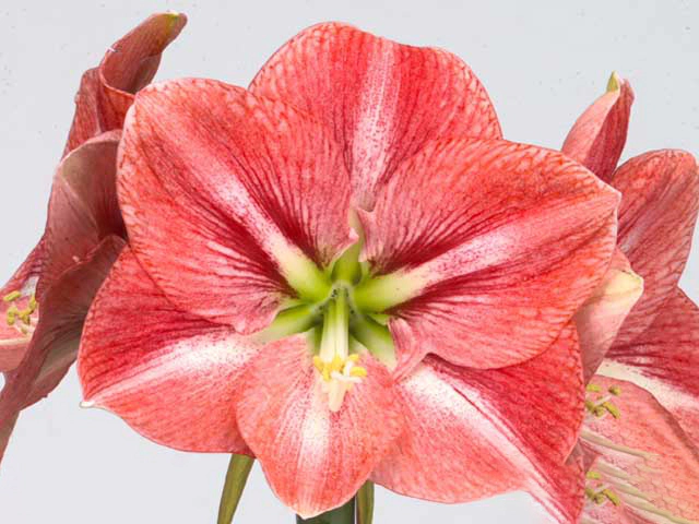 Hippeastrum (Colibri Grp) 'Twinkle Star'