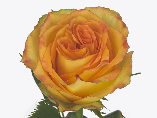 Роза крупноцветковая "Sunsplash@"