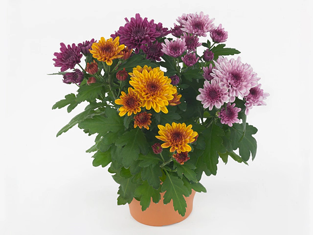 Chrysanthemum (Indicum Grp) Mount Aubisque mixed in pot