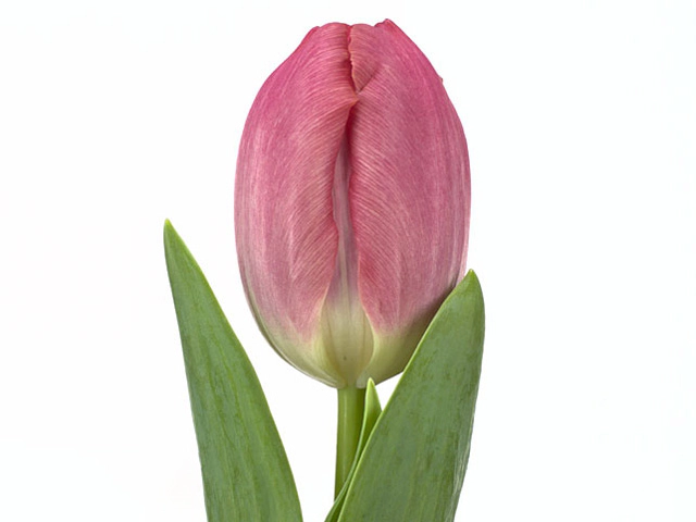 Тюльпан Триумф "Markies"