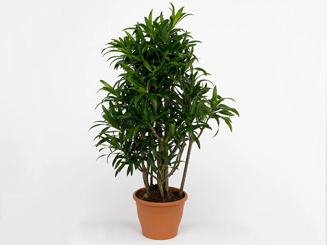 Dracaena reflexa 'Song of La Tigra'