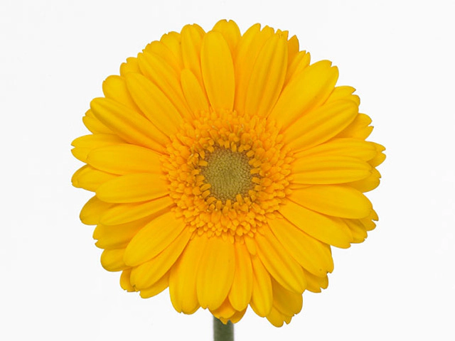 Гербера мини "Yellino"