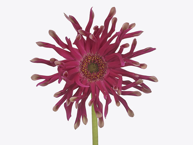 Gerbera large flowered curl-shaped Pastini Puglia