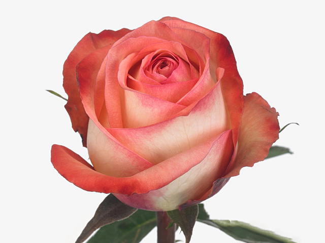 Роза крупноцветковая "Camelot"