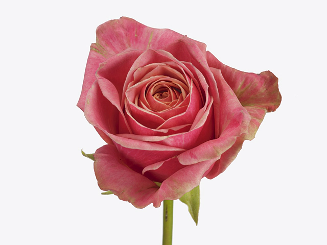 Роза крупноцветковая "Mariola"