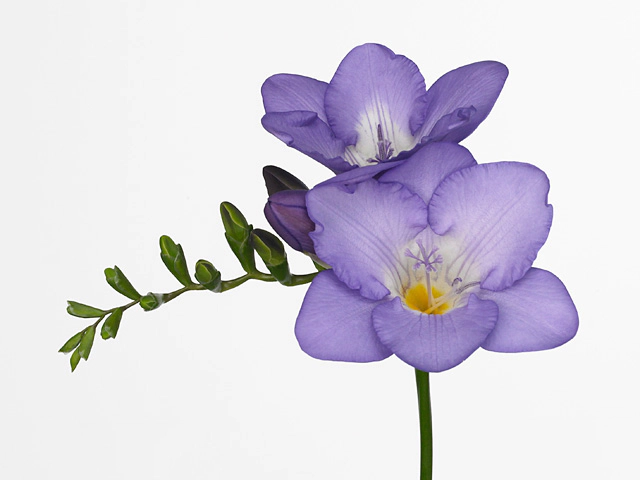 Freesia single flowered 'Mercurius'