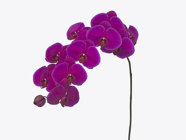 Phalaenopsis per branch 'Velvet Janet'