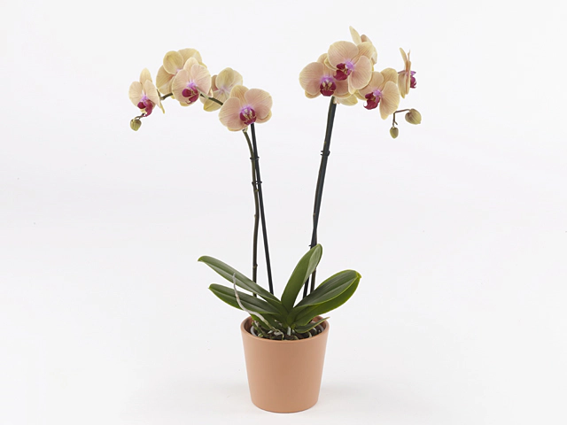 Phalaenopsis Caribbean Dream