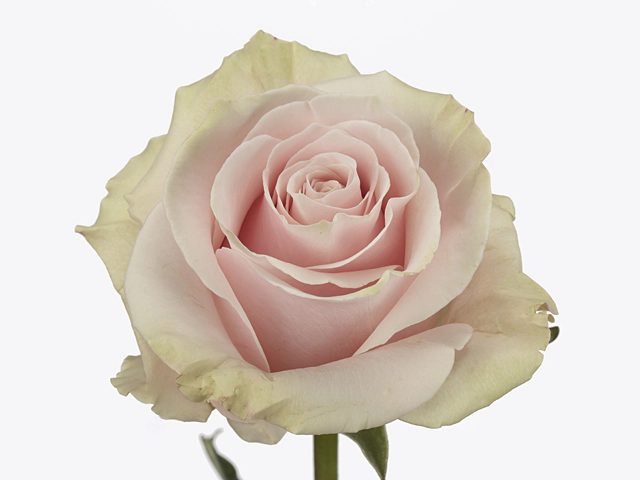 Rosa large flowered Pink Mondial