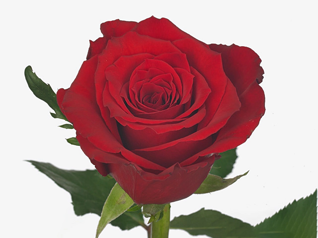 Роза крупноцветковая "Red Torch"