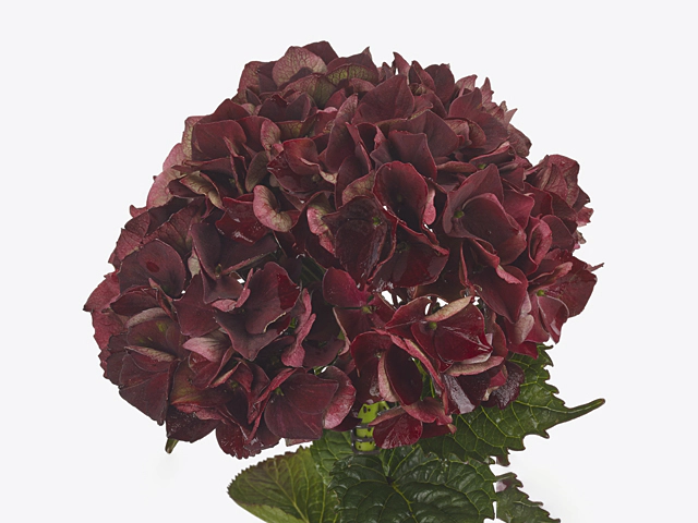 Hydrangea macrophylla Magical Crimson (classic)