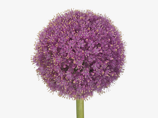 Allium giganteum 'Twinkling Stars'