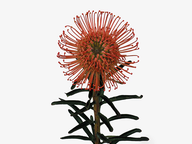 Leucospermum cordifolium 'Succession'