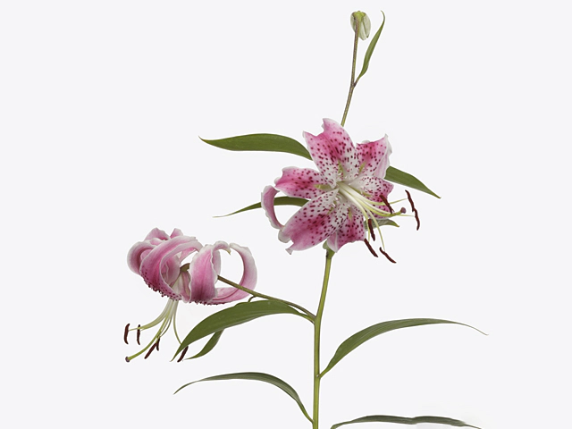 Lilium speciosum var. rubrum 'Uchida'