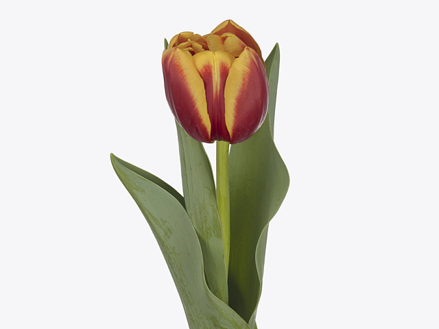 Тюльпан махровый ранний "Jamala"