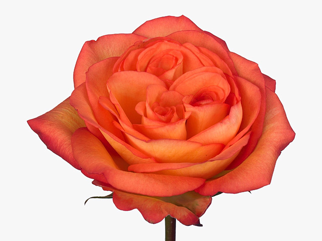 Rosa large flowered Skyfire