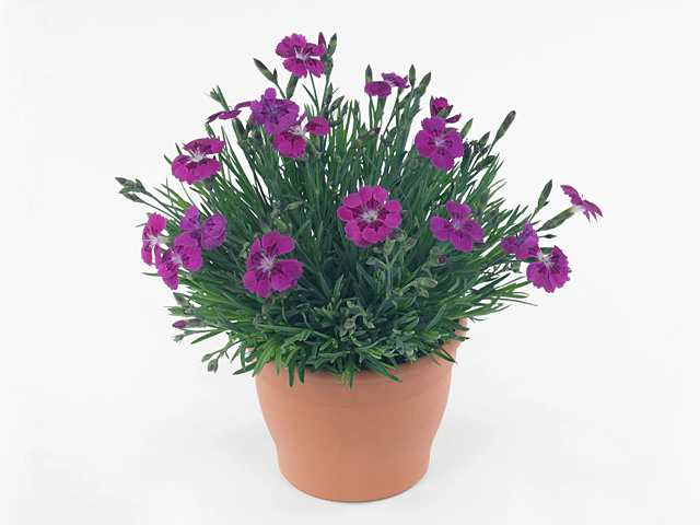 Dianthus (Allwoodii Grp) Pillow Purple