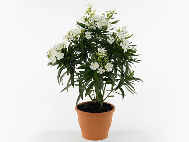 Nerium oleander Corazon White