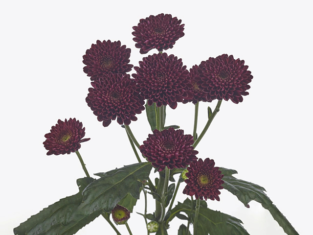 Chrysanthemum (Indicum Grp) spray santini Jinda Red