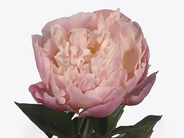 Paeonia (Lactiflora Grp) 'Catharina Fontijn'