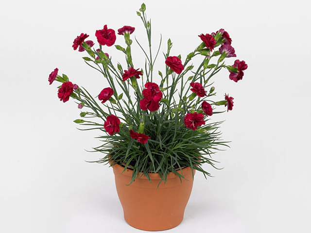 Dianthus (Plumarius Grp) Devon Cottage Dark Red