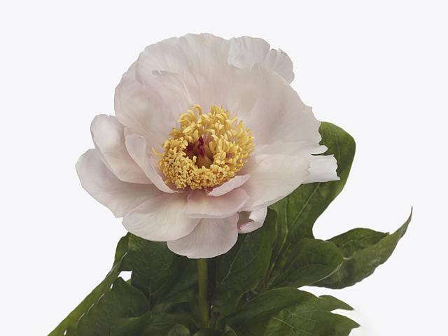 Paeonia (Herb. Hybrid Grp) 'Lullaby Blessings'