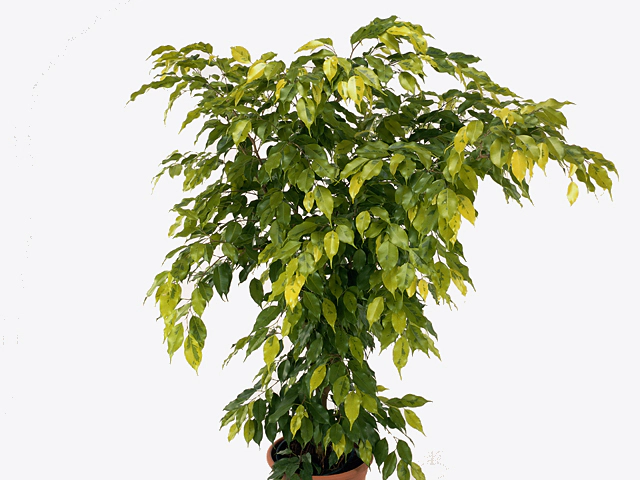 Ficus benjamina 'Reginald'