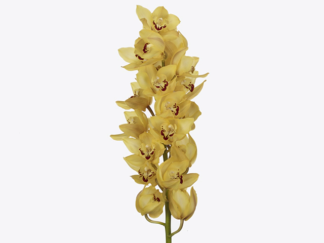 Cymbidium large flowered 'Yellow King'