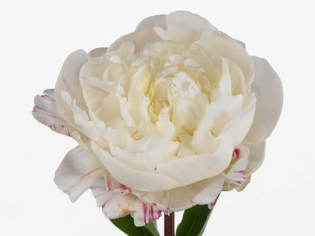 Пион молочноцветковый "Jubilee"