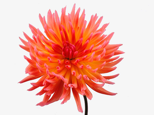 Dahlia (Cactus Grp) 'Karma Sangria'