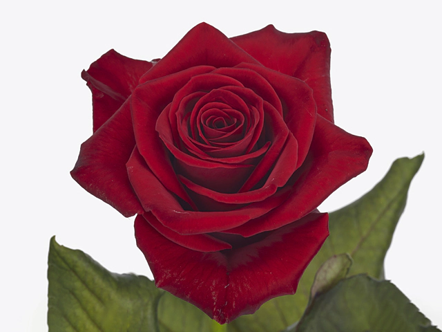 Роза крупноцветковая "Spectre"