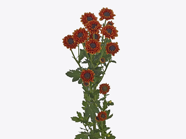Chrysanthemum (Indicum Grp) spray santini Namib
