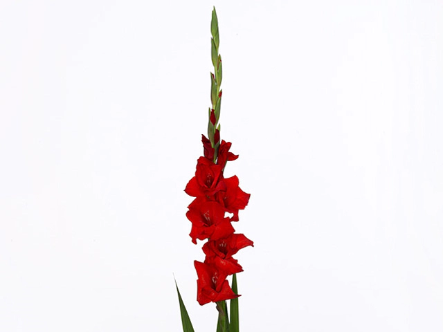 Гладиолус крупноцветковый "Red Balance"
