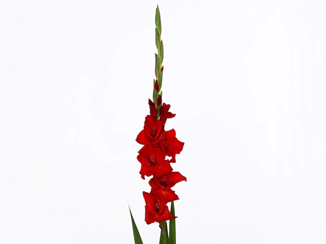 Gladiolus (Large-flowered Grp) 'Red Balance'