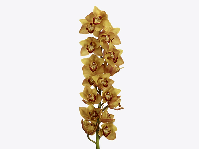 Cymbidium large flowered Mighty Browny 'Cappuccino'