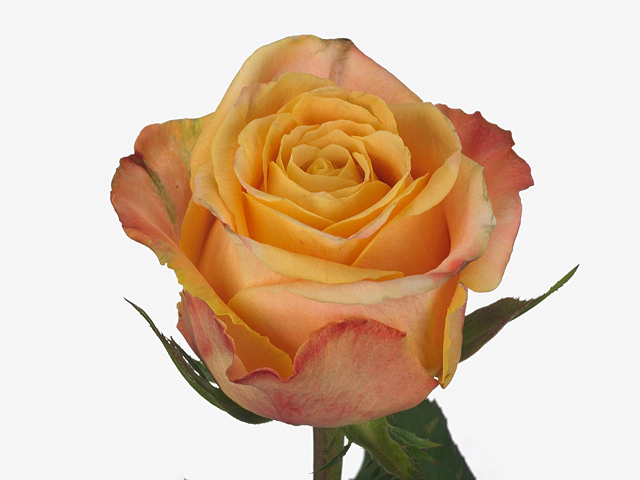 Роза крупноцветковая "Milly"