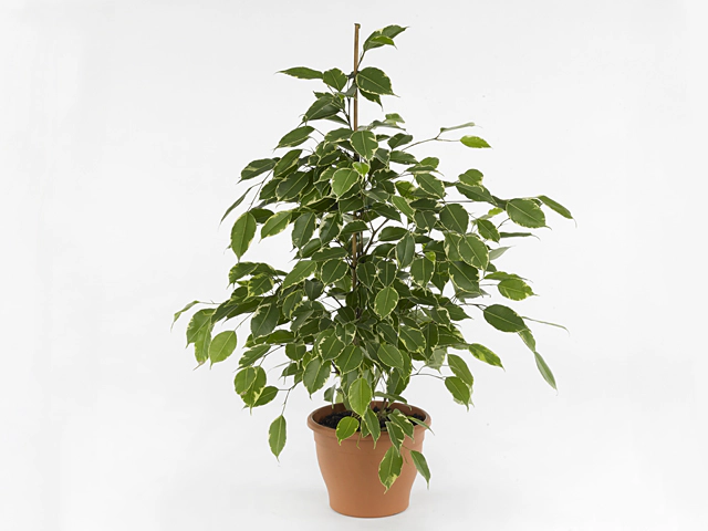 Ficus benjamina Forever Gold