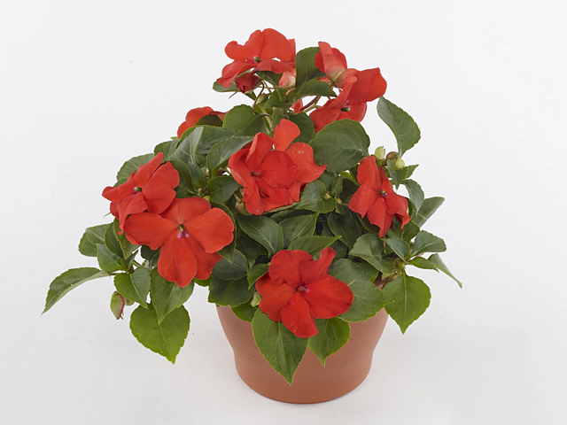 Impatiens (Walleriana Grp) Beacon Orange