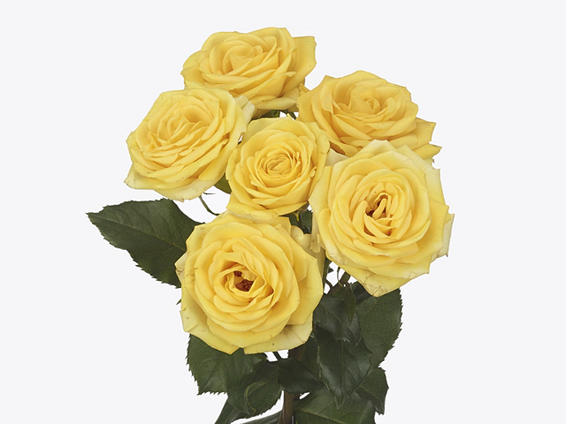 Роза спрей "Golden Blossoms"