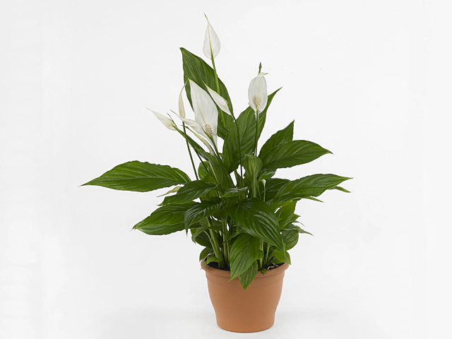 Spathiphyllum 'Torelli'