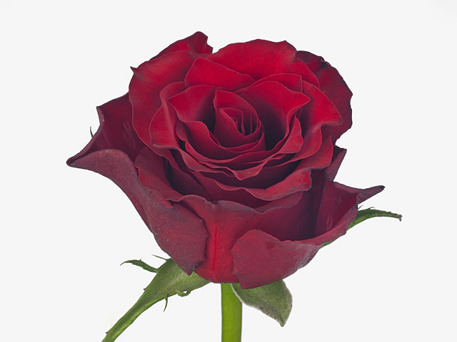 Роза крупноцветковая "Mon Amour"
