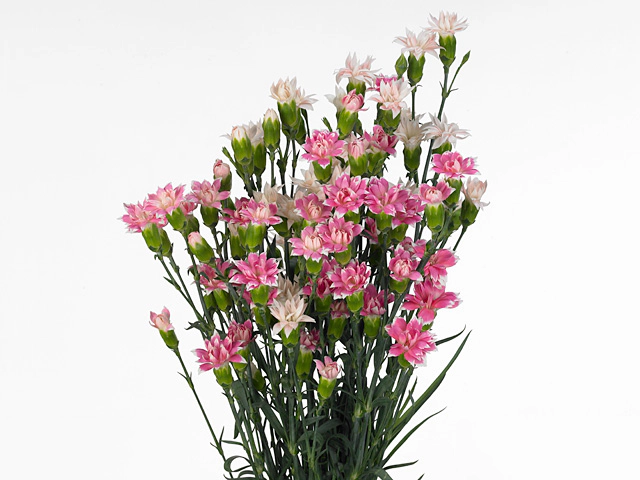 Dianthus Star mixed in bunch
