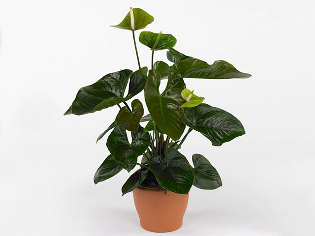 Anthurium (Andreanum Grp) Queen Green