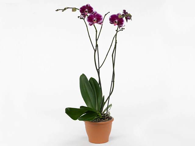 Phalaenopsis Elegant Magic Sezanne