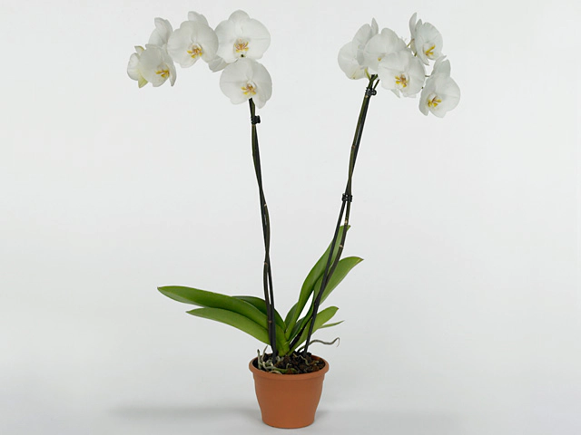 Phalaenopsis 'White Miracle'