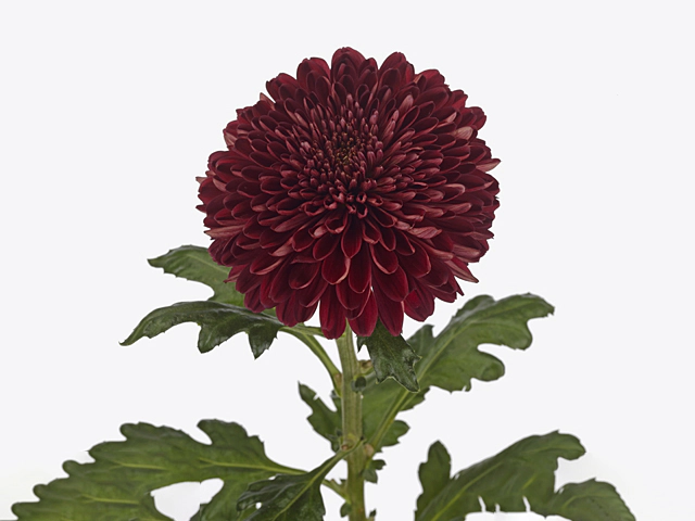 Chrysanthemum (Indicum Grp) disbudded Parker Red