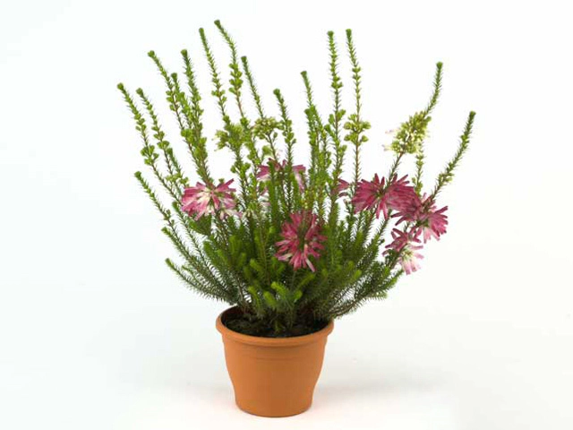 Erica verticillata