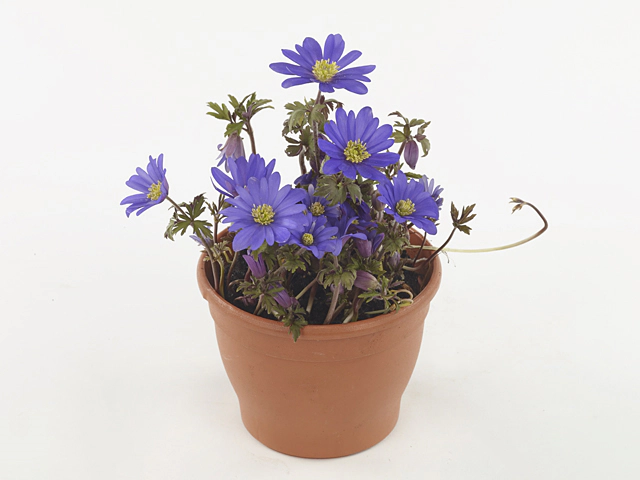 Anemone blanda 'Blue Shades'