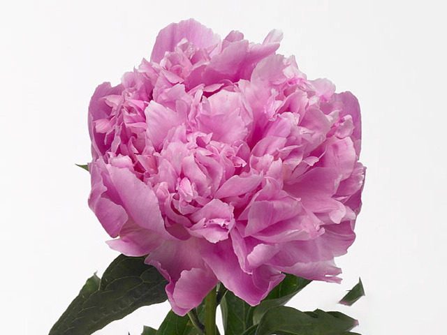 Paeonia (Lactiflora Grp) 'Jacorma'