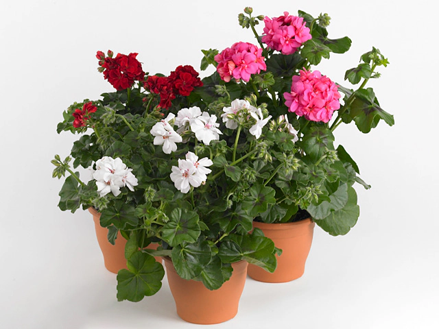 Pelargonium (Peltatum Grp) Great Balls Of Fire mixed